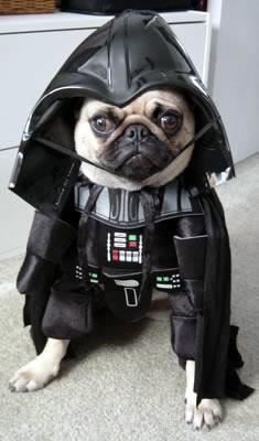 Illustration for article titled The Wonderful World Of Dog Cosplay